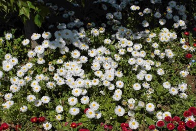 Aster de jardin Aster ageratoides 'Starshine' 5-10 pot P9 Aster ageratoides 'Starshine'