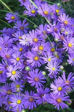 Aster des alpes Aster amellus 'Rudolf Goethe' 5-10 pot P9 Aster amellus 'Rudolf Goethe'