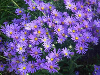 Aster des alpes Aster amellus 'Rudolf Goethe' 5-10 pot P9 Aster amellus 'Rudolf Goethe'
