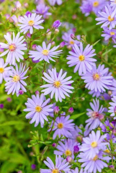 Petite carlow Aster cordifolius 'Little Carlow' 5-10 pot P9 Aster cordifolius 'Little Carlow'