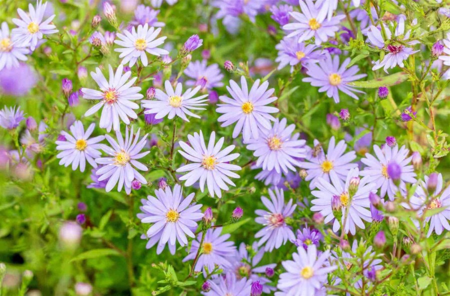 Petite carlow Aster cordifolius 'Little Carlow' 5-10 pot P9 Aster cordifolius 'Little Carlow'