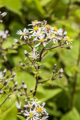Aster blanc Aster divaricatus 5-10 pot P9 Aster divaricatus