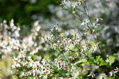 Aster blanc Aster divaricatus 5-10 pot P9 Aster divaricatus