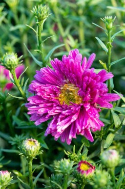 Aster nain Aster dumosus 'Jenny' 5-10 pot P9 Aster dumosus 'Jenny'