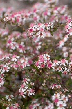 Aster des bois Aster lateriflorus 'Lady in Black' 5-10 pot P9 Aster lateriflorus 'Lady in Black'