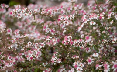 Aster des bois Aster lateriflorus 'Lady in Black' 5-10 pot P9 Aster lateriflorus 'Lady in Black'