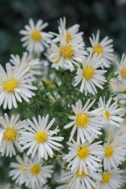 Aster nain Aster dumosus 'Schneekissen' 5-10 pot P9 Aster dumosus 'Schneekissen'