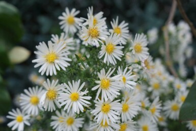 Aster nain Aster dumosus 'Schneekissen' 5-10 pot P9 Aster dumosus 'Schneekissen'