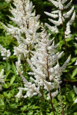 Astilbe Astilbe arendsii 'Brautschleier' 5-10 pot P9 Astilbe arendsii 'Brautschleier'
