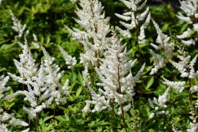 Astilbe Astilbe arendsii 'Brautschleier' 5-10 pot P9 Astilbe arendsii 'Brautschleier'