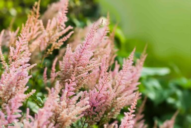 Astilbe Astilbe arendsii 'Erika' 5-10 pot P9 Astilbe arendsii 'Erika'