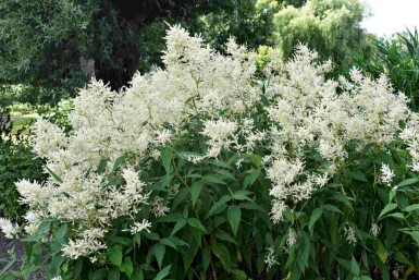 Barbe de bouc Astilbe japonica 'Deutschland' 5-10 pot P9 Astilbe japonica 'Deutschland'