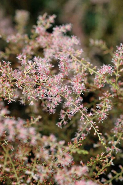Astilbe Astilbe simplicifolia 'Sprite' 5-10 pot P9 Astilbe simplicifolia 'Sprite'