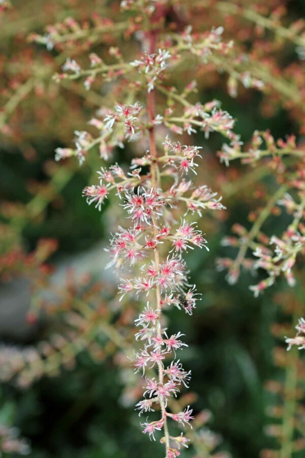 Astilbe Astilbe simplicifolia 'Sprite' 5-10 pot P9 Astilbe simplicifolia 'Sprite'