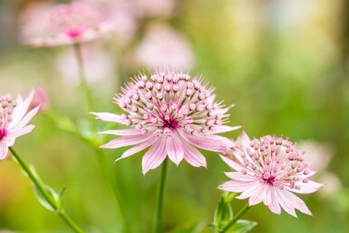 Astrance Astrantia major 'Roma' 5-10 pot P9 Astrantia major 'Roma'