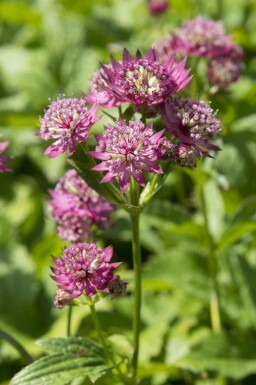 Grande astrance Astrantia major 'Rubra' 5-10 pot P9 Astrantia major 'Rubra'