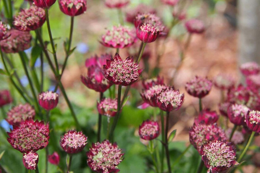 Grande astrance Astrantia major 'Moulin Rouge' 5-10 pot P9 Astrantia major 'Moulin Rouge'