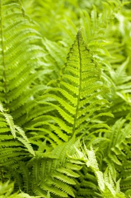 Fougère des bois Athyrium filix-femina 5-10 pot P9 Athyrium filix-femina