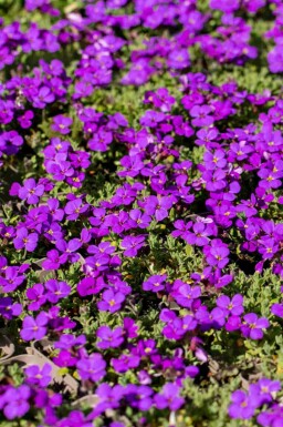 Aubriète Aubrieta 'Hamburger Stadtpark' 5-10 pot P9 Aubrieta 'Hamburger Stadtpark'
