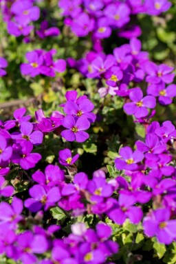 Aubriète Aubrieta 'Hamburger Stadtpark' 5-10 pot P9 Aubrieta 'Hamburger Stadtpark'