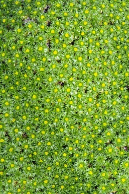 Azorelle trifurquée Azorella trifurcata 5-10 pot P9 Azorella trifurcata