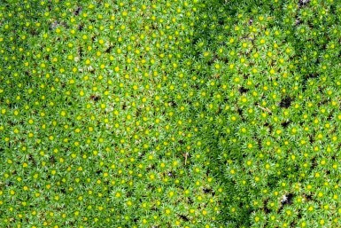 Azorelle trifurquée Azorella trifurcata 5-10 pot P9 Azorella trifurcata