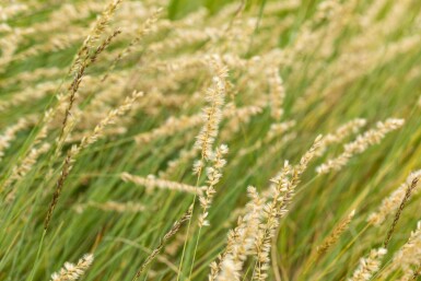 Herbe à grama Bouteloua gracilis 5-10 pot P9 Bouteloua gracilis