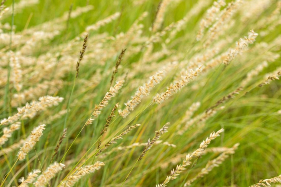 Herbe à grama Bouteloua gracilis 5-10 pot P9 Bouteloua gracilis