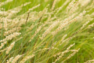 Herbe à grama Bouteloua gracilis 5-10 pot P9 Bouteloua gracilis
