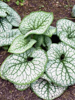 Myosotis du caucase Brunnera macrophylla 'Sea Heart' 5-10 pot P9 Brunnera macrophylla 'Sea Heart'