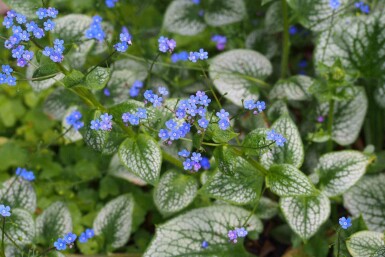Myosotis du caucase Brunnera macrophylla 'Sea Heart' 5-10 pot P9 Brunnera macrophylla 'Sea Heart'