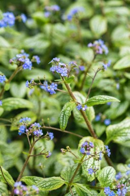 Myosotis du caucase Brunnera macrophylla 'Silver Heart' 5-10 pot P9 Brunnera macrophylla 'Silver Heart'