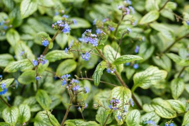 Myosotis du caucase Brunnera macrophylla 'Silver Heart' 5-10 pot P9 Brunnera macrophylla 'Silver Heart'