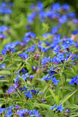 Grémil des bois Buglossoides purpurocaerulea 5-10 pot P9 Buglossoides purpurocaerulea