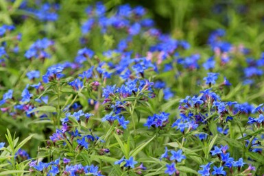 Grémil des bois Buglossoides purpurocaerulea 5-10 pot P9 Buglossoides purpurocaerulea