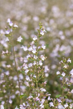Calament nepeta Calamintha nepeta 'Blue Cloud' 5-10 pot P9 Calamintha nepeta 'Blue Cloud'