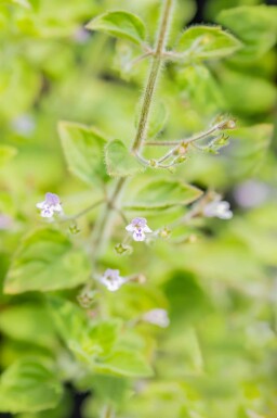 Calament nepeta Calamintha nepeta 'Blue Cloud' 5-10 pot P9 Calamintha nepeta 'Blue Cloud'
