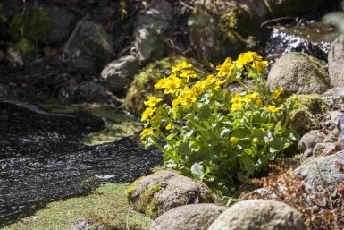Populage des marais Caltha palustris 5-10 pot P9 Caltha palustris