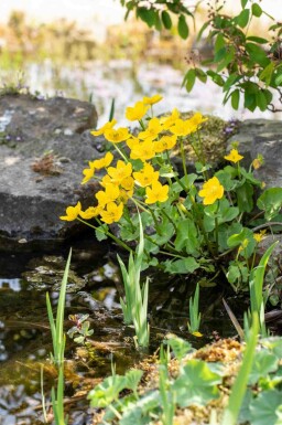Populage des marais Caltha palustris 5-10 pot P9 Caltha palustris