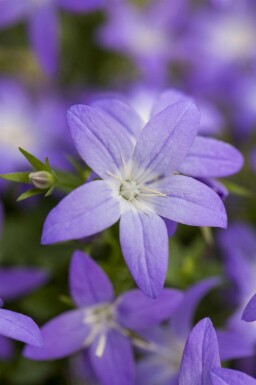 Campanule de gargano Campanula garganica 5-10 pot P9 Campanula garganica