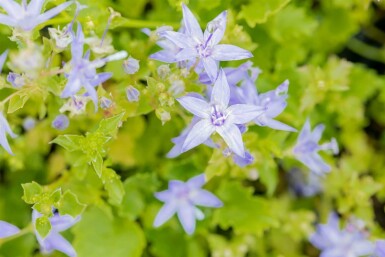 Campanule de gargano Campanula garganica 5-10 pot P9 Campanula garganica