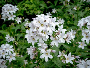 Campanule des bois Campanula latifolia 'Alba' 5-10 pot P9 Campanula latifolia 'Alba'
