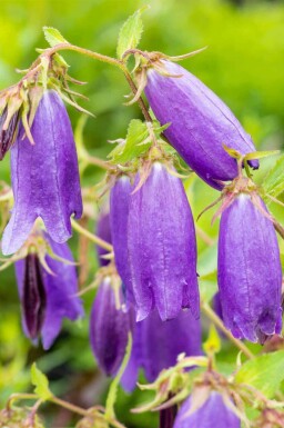 Campanule sarastro Campanula punctata 'Sarastro' 5-10 pot P9 Campanula punctata 'Sarastro'