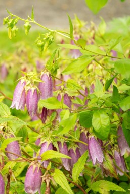 Campanule ponctuée Campanula takesimana 5-10 pot P9 Campanula takesimana