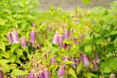 Campanule ponctuée Campanula takesimana 5-10 pot P9 Campanula takesimana