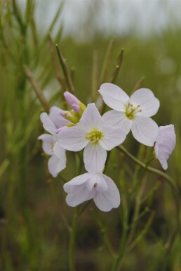 Cressonnette Cardamine pratensis 5-10 pot P9 Cardamine pratensis