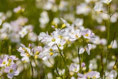 Cressonnette Cardamine pratensis 5-10 pot P9 Cardamine pratensis