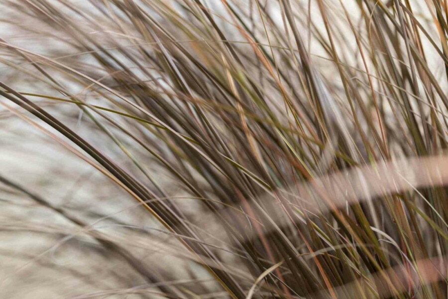 Carex à feuilles bronze Carex comans 'Bronze Form' 5-10 pot P9 Carex comans 'Bronze Form'