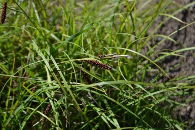 Laîche glauque Carex flacca 5-10 pot P9 Carex flacca