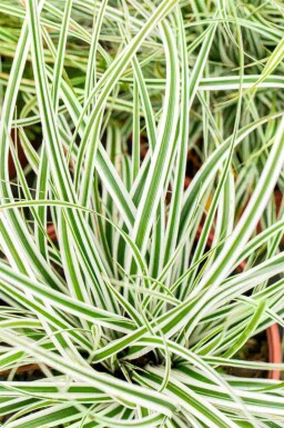 Laîche everest Carex oshimensis 'Everest' 5-10 pot P9 Carex oshimensis 'Everest'